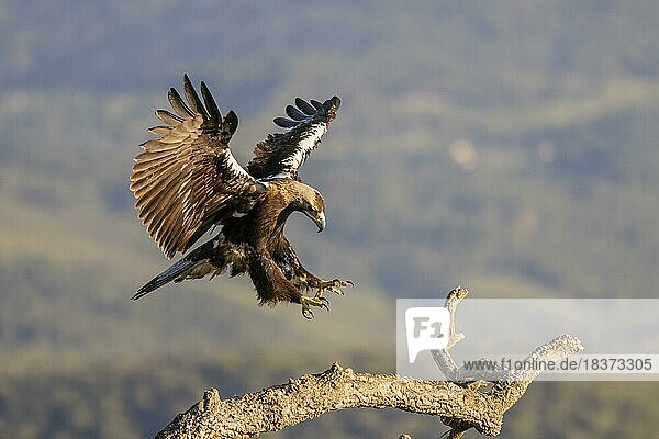 Spanish Imperial Eagle (Aquila adalberti)  adult  flying at a branch  Toledo Province  Castilla-La Mancha  Spain  Europe