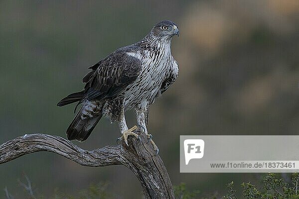 Bonellis eagle (Aquila fasciata)  adult  on branch  from front  Valencia  Andalusia  Spain  Europe