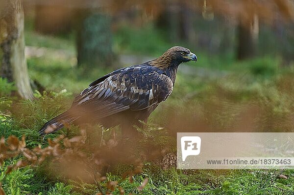 Golden eagle (Aquila chrysaetos)  adult  sitting on tree stump in autumnal forest
