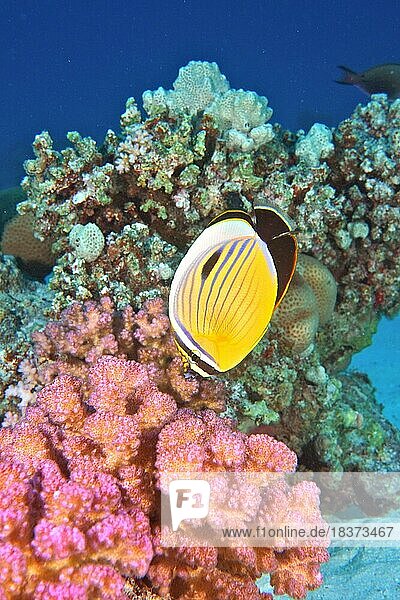 Blacktail butterflyfish (Chaetodon austriacus) on a coral  Raspberry coral (Pocillopora damicornis) Dive site Gola Abu Ramada  Hurghada  Egypt  Red Sea  Africa