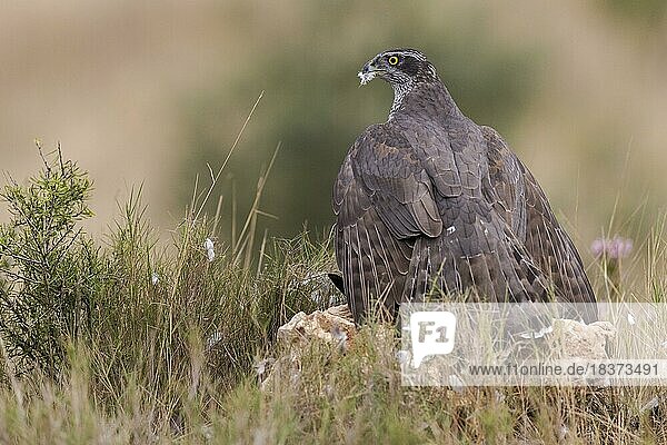 Northern goshawk (Accipiter gentilis)  adult  male  tercile  plucks pigeon  feathers fly  Valencia  Andalusia  Spain  Europe
