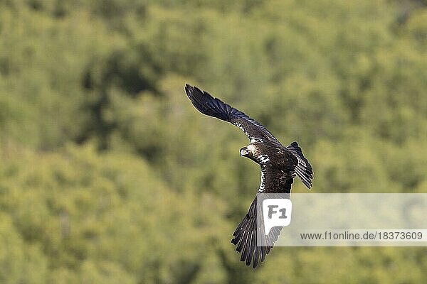 Spanish imperial eagle (Aquila adalberti)  adult  in flight  Cordoba province  Andalusia  Spain  Europe