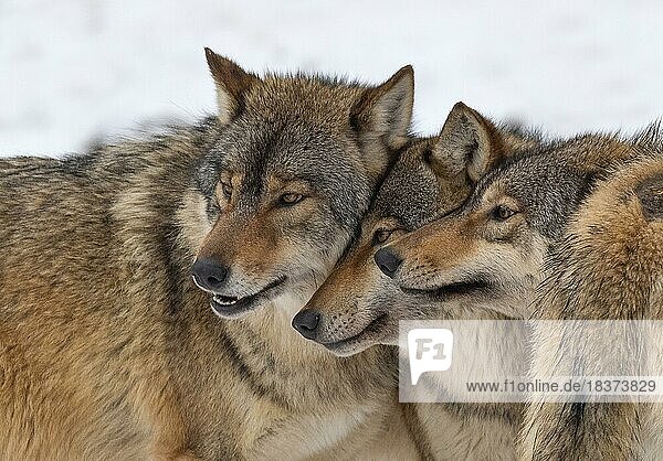 Wolf pack,  algonquin wolves (Canis lupus lycaon) Social behaviour,  in the snow,  captive,  Germany,  Europe
