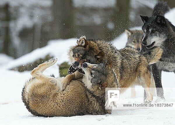 Algonquin wolf (Canis lupus lycaon) in the snow  social behaviour  fight for rank  captive  Germany  Europe