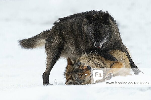 Algonquin wolf (Canis lupus lycaon) in the snow  social behaviour  fight for rank  captive  Germany  Europe