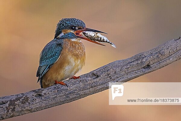 Common kingfisher (Alcedo atthis) female on perching branch with stickleback as prey  sunset  Golden October  golden light  Middle Elbe Biosphere Reserve  Saxony-Anhalt  Germany  Europe