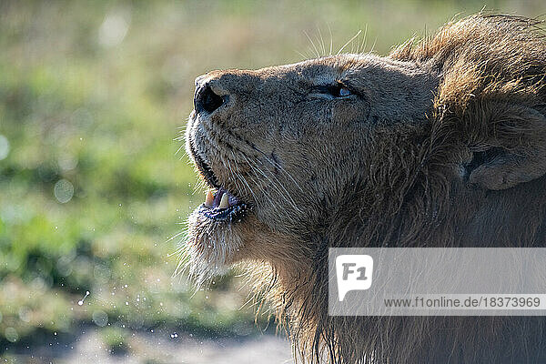 A male lion,  Panthera Leo,  roars,  side profile.