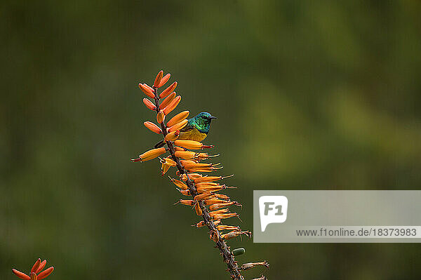 A collared sunbird  Hedydipna collaris  perches on an aloe plant.