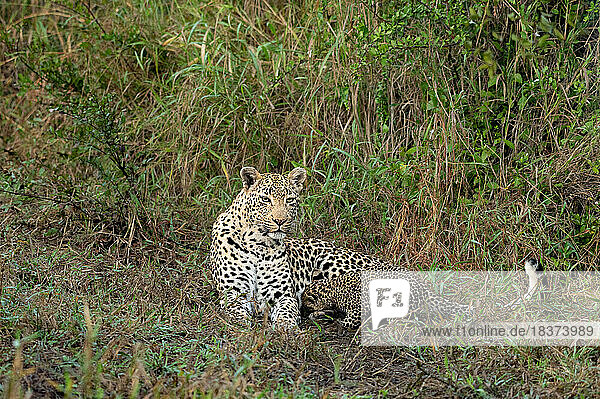A leopard and her cub  Panthera Pardus  lie together in the grass  the cub nuzzling and suckling.