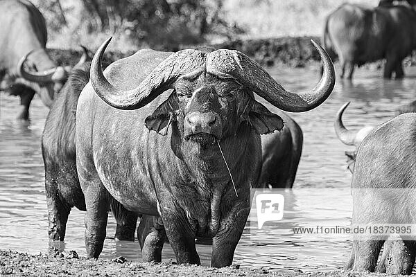 A buffalo  Syncerus caffer  stands in a dam  direct gaze  in black and white