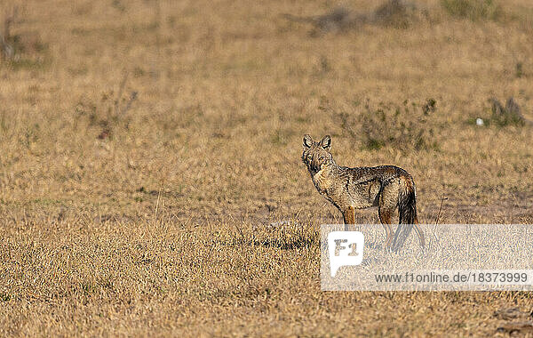 A side-striped jackal,  Lupulella adusta,  stands in short grass,  direct gaze.