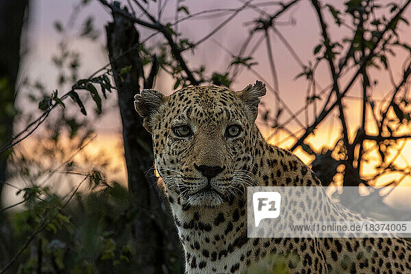 A leopard  Panthera pardus  sitting  with a sunset background.