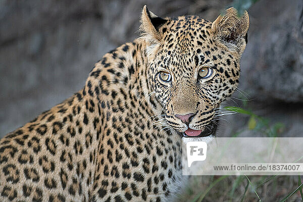 A young male leopard  Panthera Pardus  turns and gazes behind him.