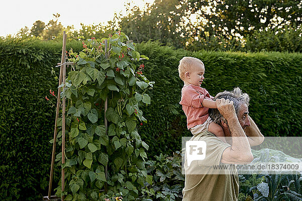 Grandfather carrying toddler on shoulders walking in garden