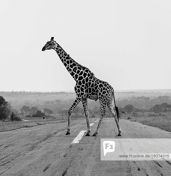 A giraffe  Giraffa  walks across a road  in black and white.