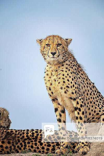 A cheetah sitting on top of a mound  Acinonyx jubatus  direct gaze.