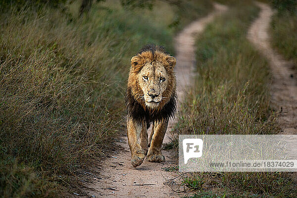 A male lion  Panthera leo  walks along a road  front on.