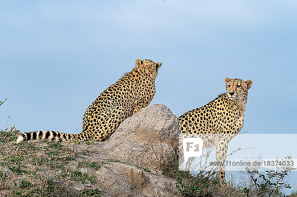Two cheetah sitting on a mound  Acinonyx jubatus.