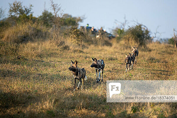 A pack of wild dogs  Lycaon pictus  run together through the grass.