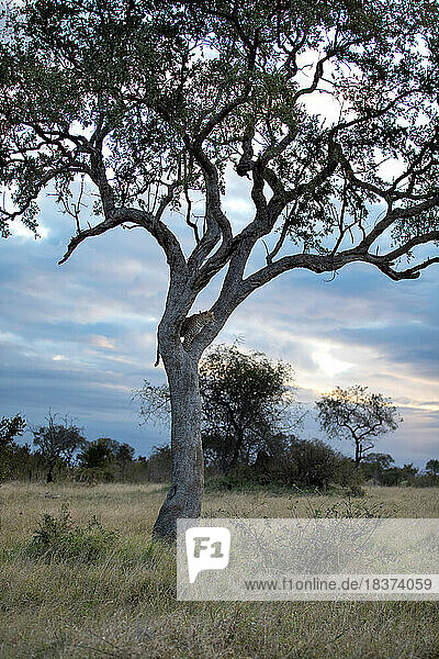 A leopard  Panthera Pardus  standing in the fork of a tree at sunset.