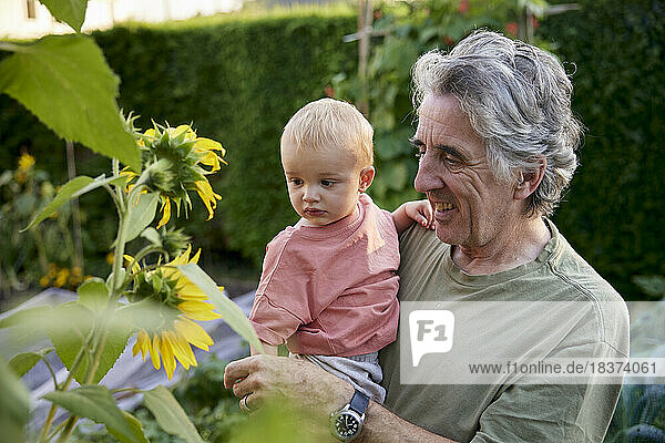 Grandfather carrying toddler looking at sunflowers together in garden