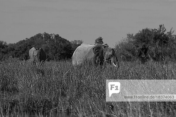 Two elephants Loxodonta africana  walk through long grass  in black and white.