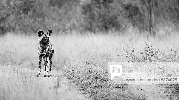 African Wild dog  Lycaon pictus  stands in the road and looks out.