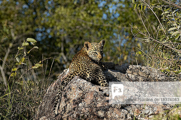 A leopard cub  Panthera Pardus  lies down on a rock  direct gaze.