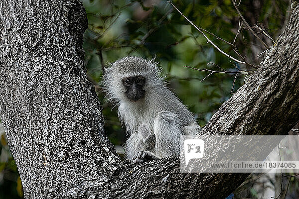 A small Vervet monkey  Chlorocebus pygerythrus  sits in the fork of a tree.