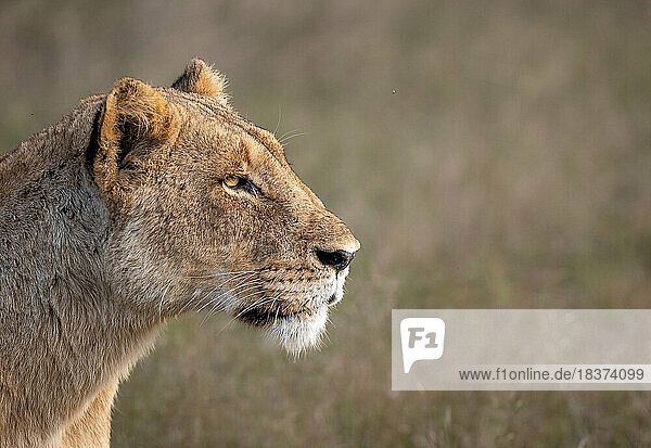 A lioness  Panthera leo  side profile stare.