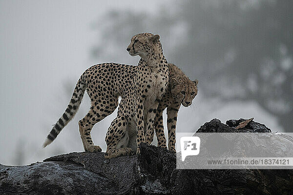 Two cheetah  Acinonyx jubatus  stand together on a tree.