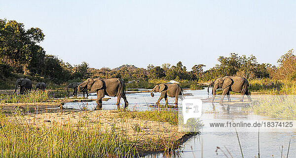 A herd of elephants  Loxodonta africana  walk across a riverbed.