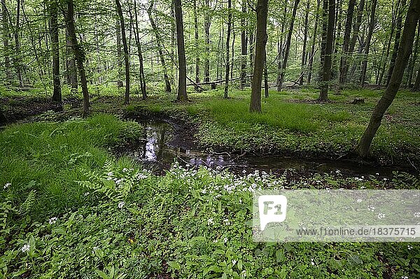 Bärlauch (Allium ursinum)  blühende Pflanzen am Bachufer  im Buchenwald  Bottrop  Ruhrgebiet  Nordrhein-Westfalen  Deutschland  Europa