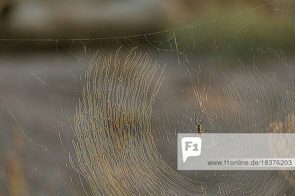 South Africa  Kruger National Park  Spider in web