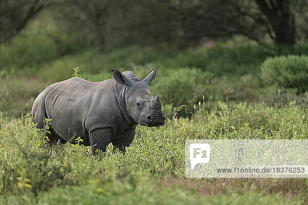 South Africa  Marakele National Park  Young White Rhinoceros in field