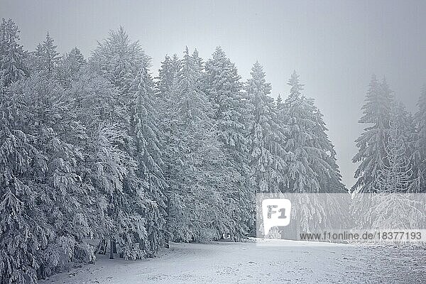 Schneelandschaft mit schneebedeckten Bäumen  Schwarzwald  Baden-Württemberg  Deutschland  Europa