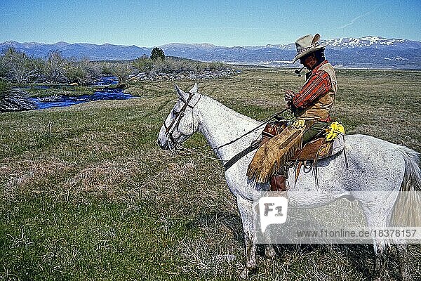 Cowboy auf hellem Pferd mit Vaquero Western Chaps (Chinks)  Ranch in Kalifornien  USA  Nordamerika