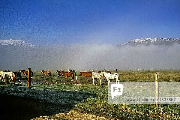 Horse on the ranch pasture  blue sky  landscape misty  Sierra Nevada Mountains in the back  near Bridgeport  California  USA  North America