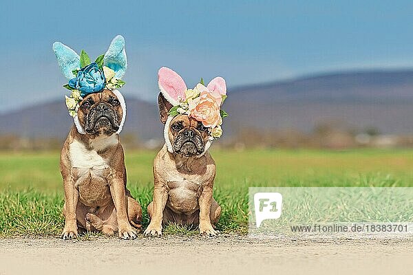 Französische Bulldogge Hunde mit Osterhasen Kostüm Ohren mit Blumen sitzen vor der Wiese
