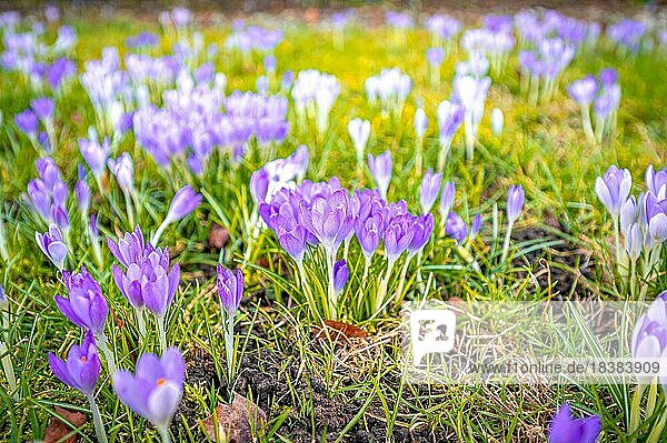 Krokusse (Crocus) mit ihren lila Blüten wachsen im Frühling auf einer Wiese  Hannover  Niedersachsen  Deutschland  Europa