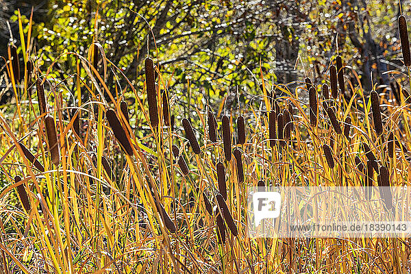 cattails growing in marshy area near Sun Valley Idaho
