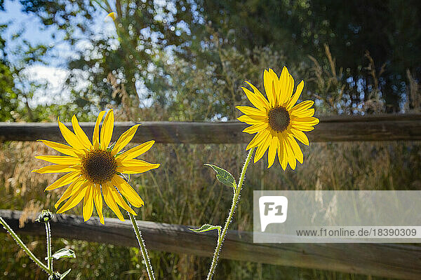 summer sunflowers in rural setting near Sun Valley Idaho