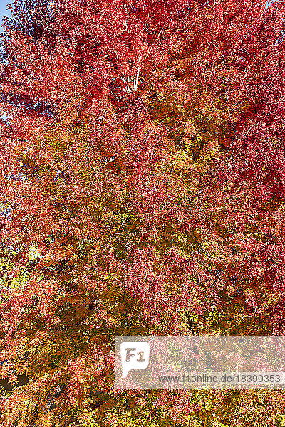 fall foliage near Sun Valley Idaho