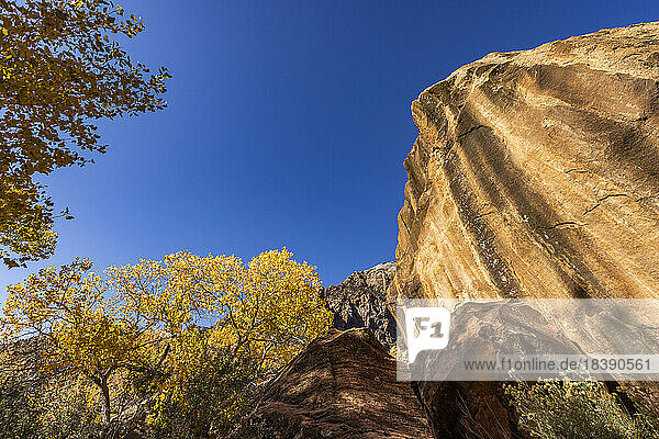 rock formation in fall in Zion National Park Utah
