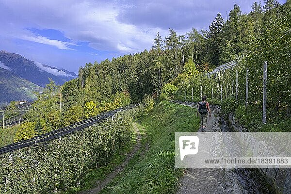 Schenner Waalweg leads between orchards  Schenna  South Tyrol  Italy  Europe