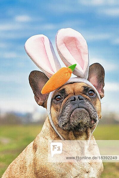 Osterhase Französisch Bulldogge Hund gekleidet mit einem Stirnband mit großen Kaninchenohren und Plüsch Karotte auf dem Kopf vor verschwommenen Natur Hintergrund