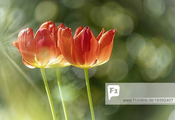 Tulpen (Tulipa)  rot  Sonnenstrahlen  Bokeh