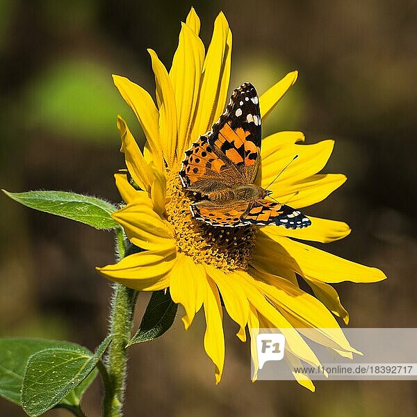 Schmetterling auf der Sonnenblume. Provinz Bulgan Mongolei  Mongolei  Asien