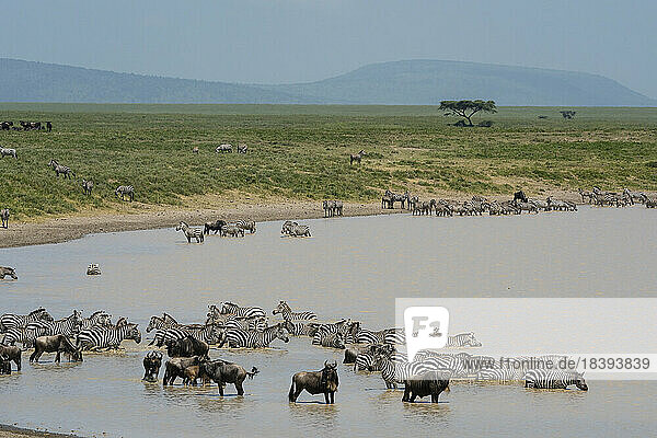 Streifengnu (Connochaetes taurinus) und Zebra (Equus quagga) beim Trinken am Wasserloch  Serengeti  Tansania  Ostafrika  Afrika