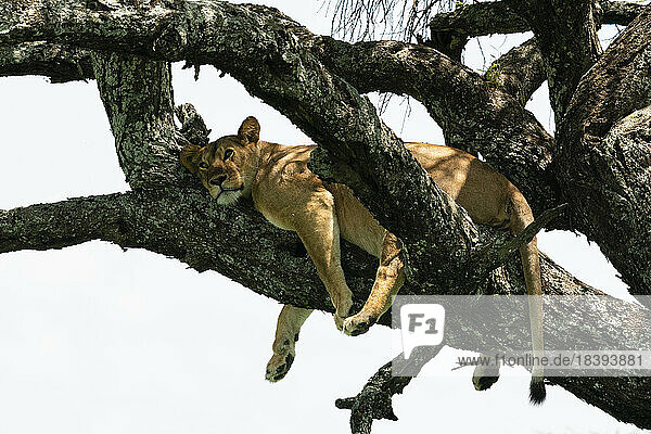 Löwe (Panthera leo) auf einem Baum  Ndutu Conservation Area  Serengeti  Tansania  Ostafrika  Afrika